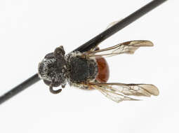 Image of Sphecodes Latreille 1804