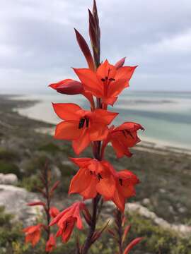 Image of Watsonia hysterantha J. W. Mathews & L. Bolus