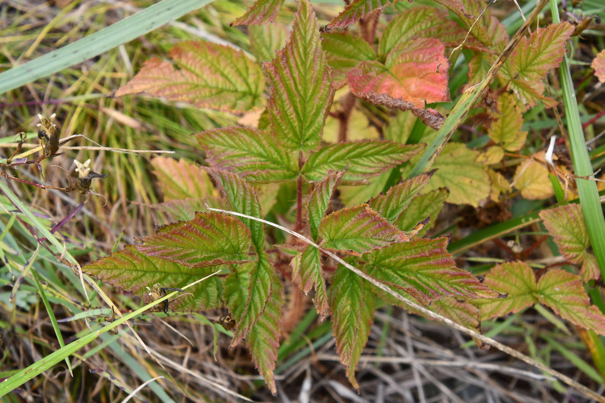 Image of Rubus melanolasius (Dieck) Focke