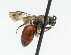 Image of Sphecodes Latreille 1804