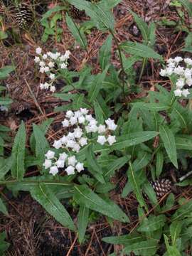 Image of wild quinine