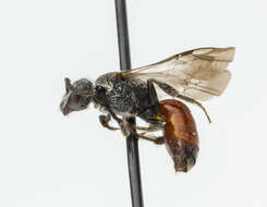 Image of Sphecodes Latreille 1804