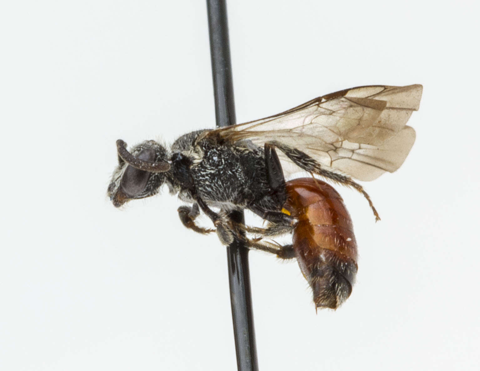 Image of Sphecodes Latreille 1804