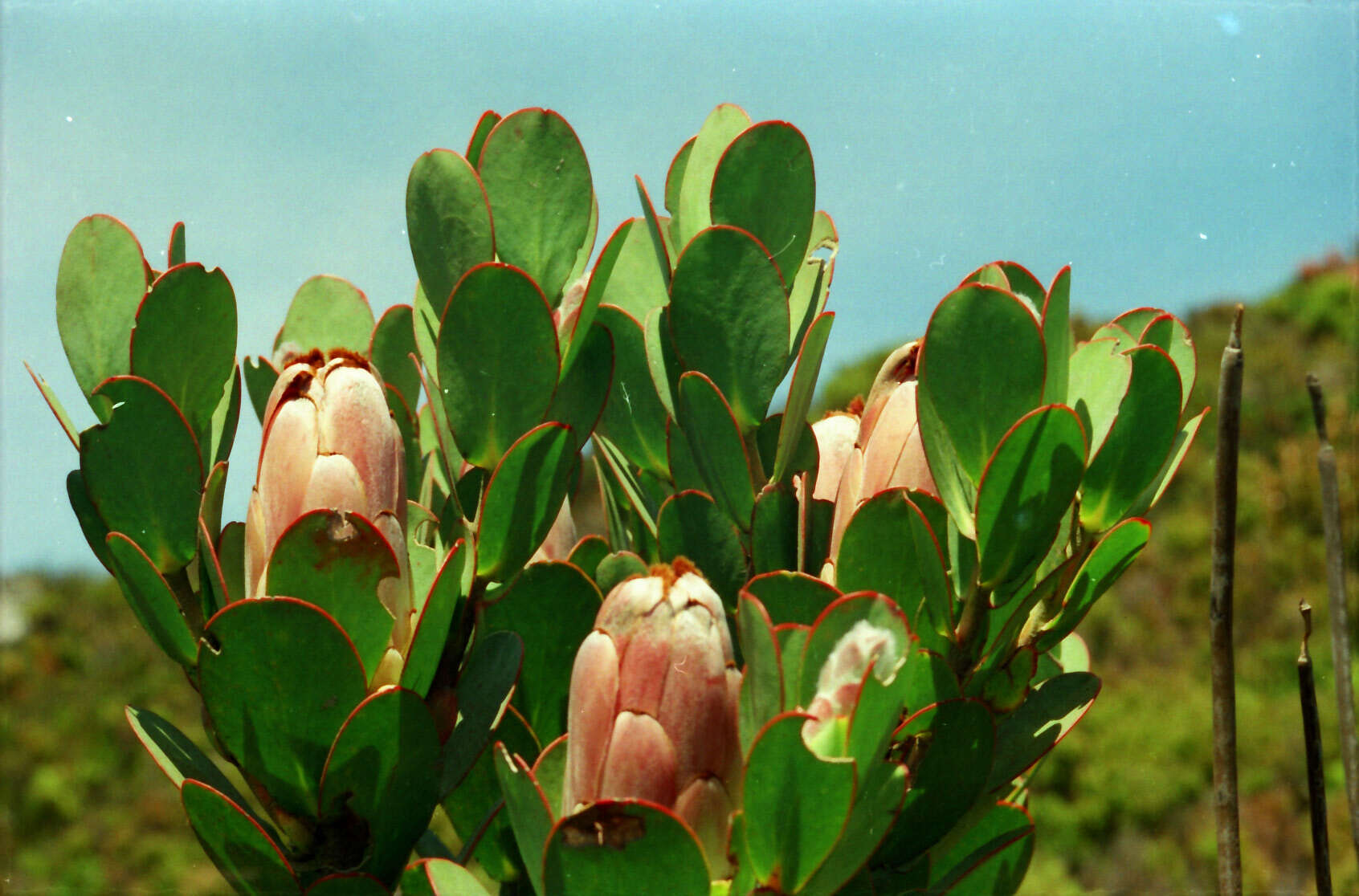 Image of Protea stokoei Phillips