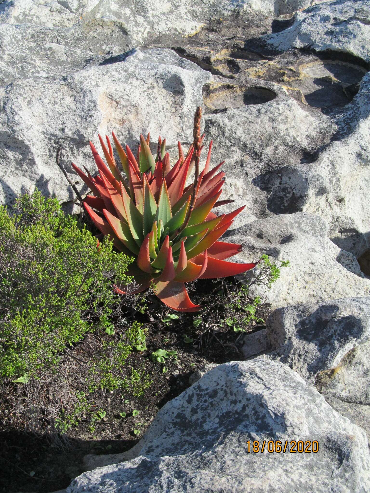 Слика од Aloe succotrina Weston