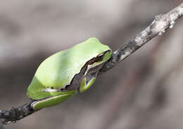 Image of Lemon-yellow tree frog