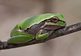 Image of Lemon-yellow tree frog