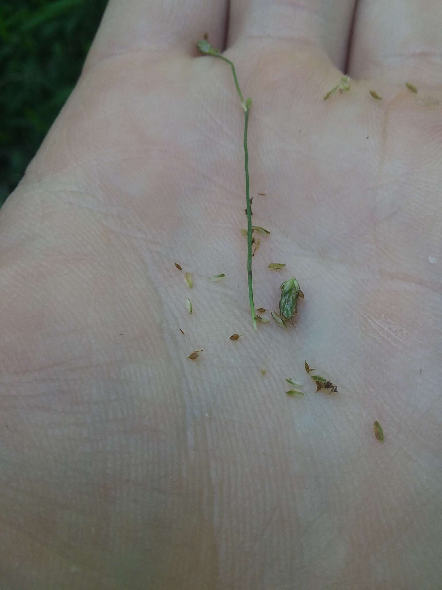 Imagem de Scirpus divaricatus Elliott