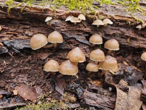 Image of Mycena overholtsii A. H. Sm. & Solheim 1953