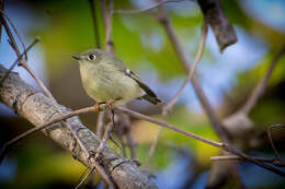 Image of goldcrests and kinglets