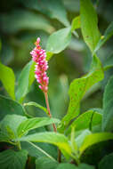 Image de Persicaria pensylvanica (L.) M. Gómez