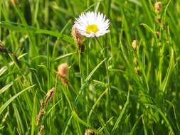 Image of Glacier Fleabane