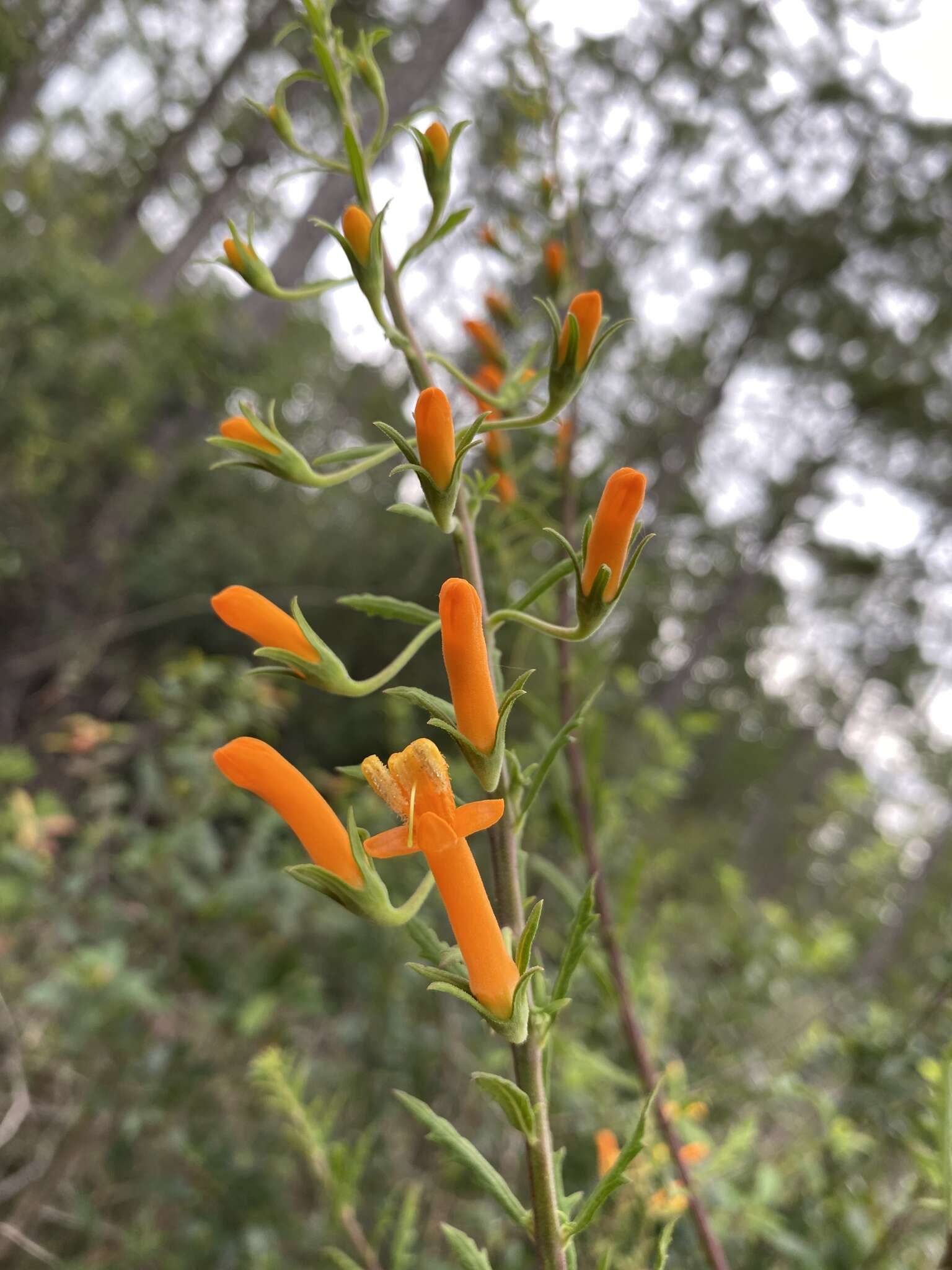 Image de Macranthera flammea (Bartr.) Pennell