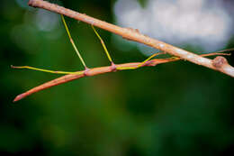 Image of Northern Walkingstick