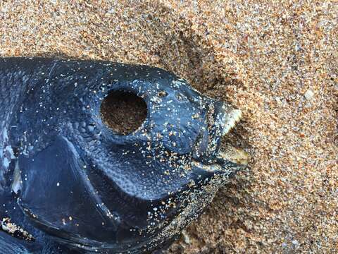 Image of Black bream