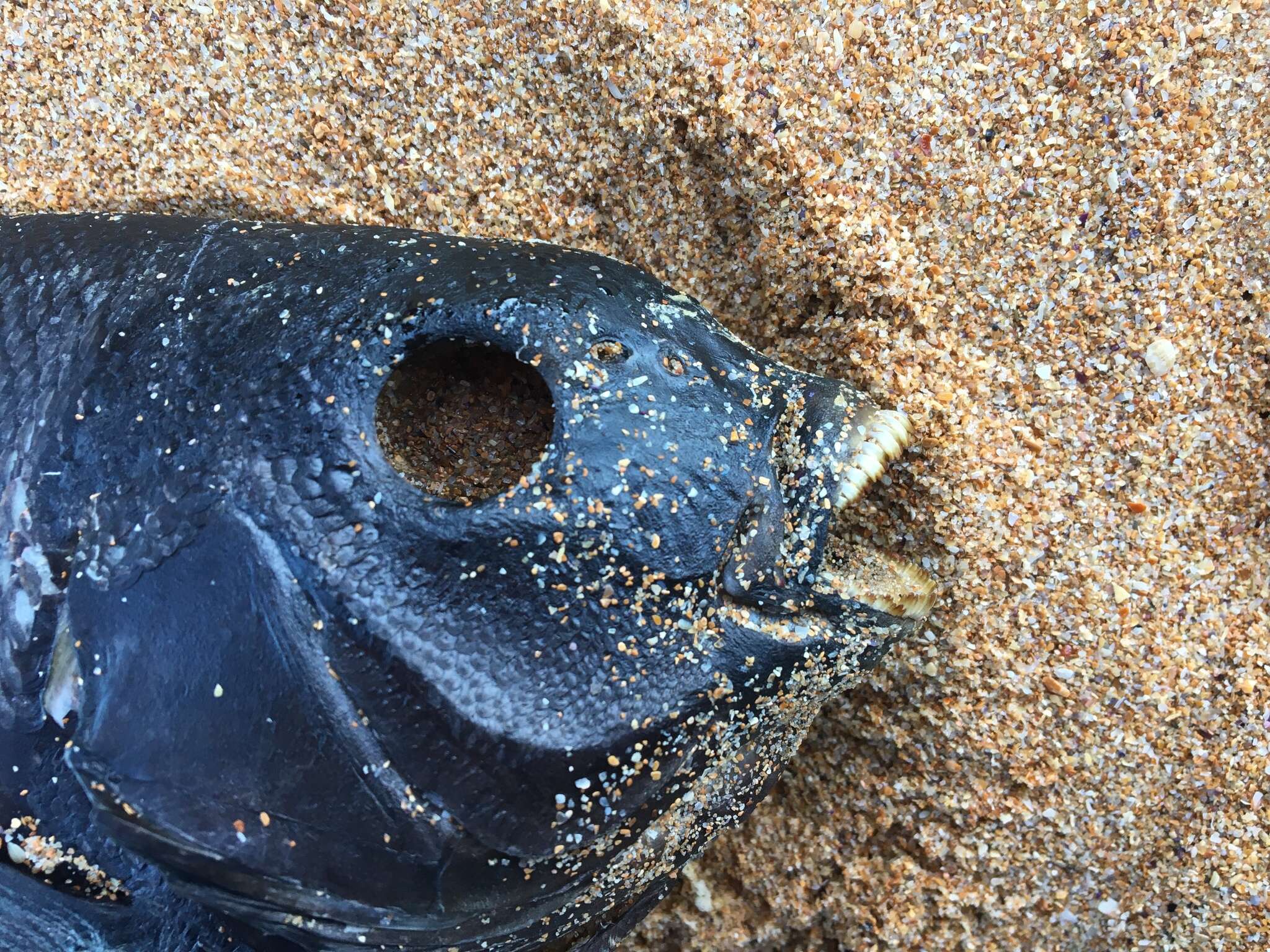 Image of Black bream