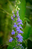 Слика од Lobelia siphilitica L.