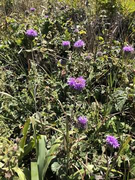 Image of San Antonio Hills monardella