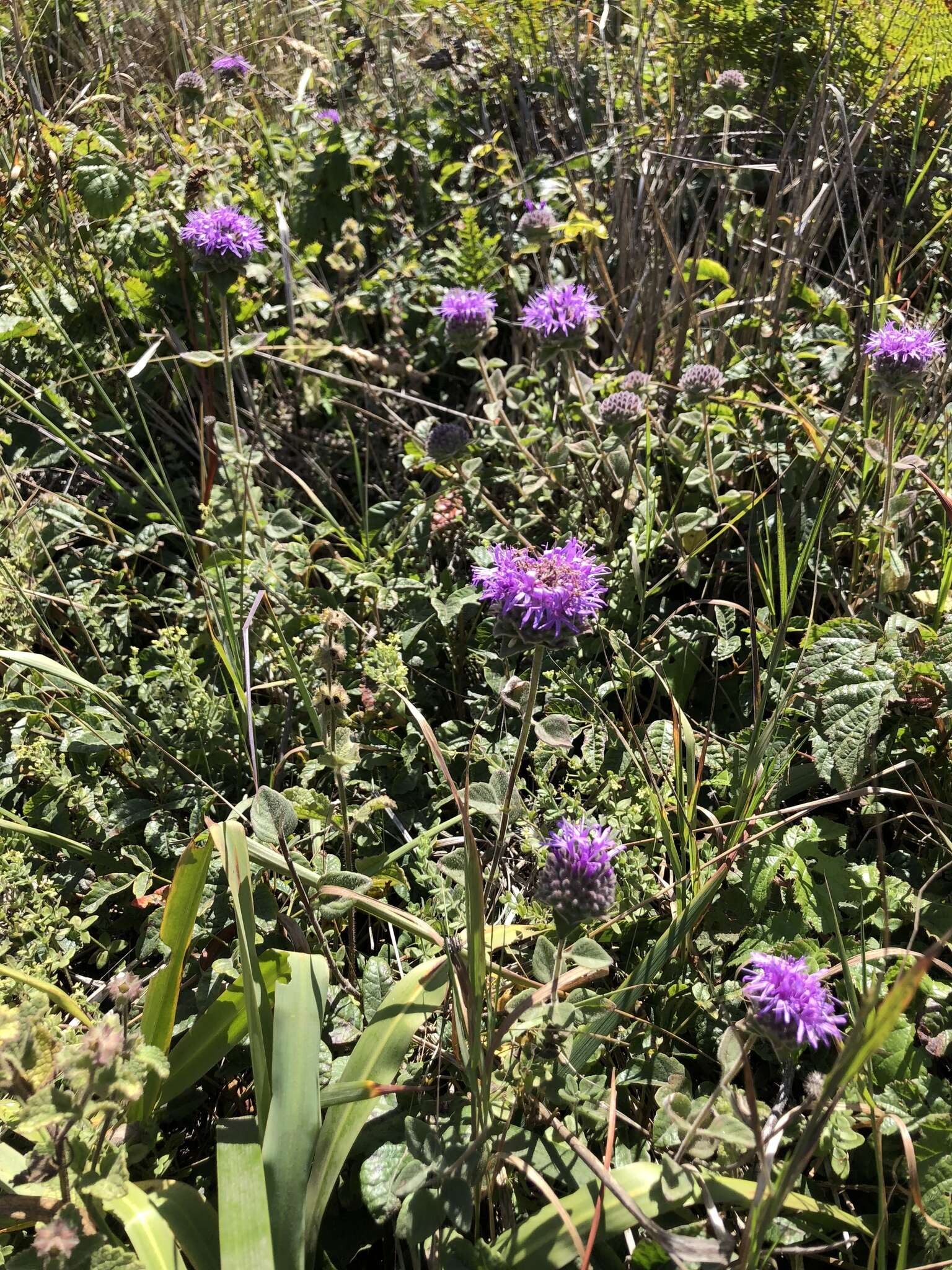 Image of San Antonio Hills monardella