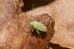 Image of Orthotylus flavosparsus (C. Sahlberg 1841)