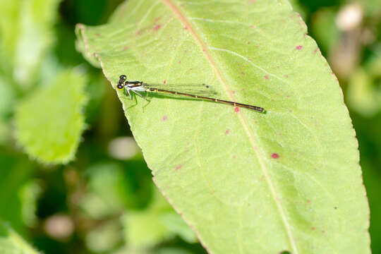 Image de Agrion Posé