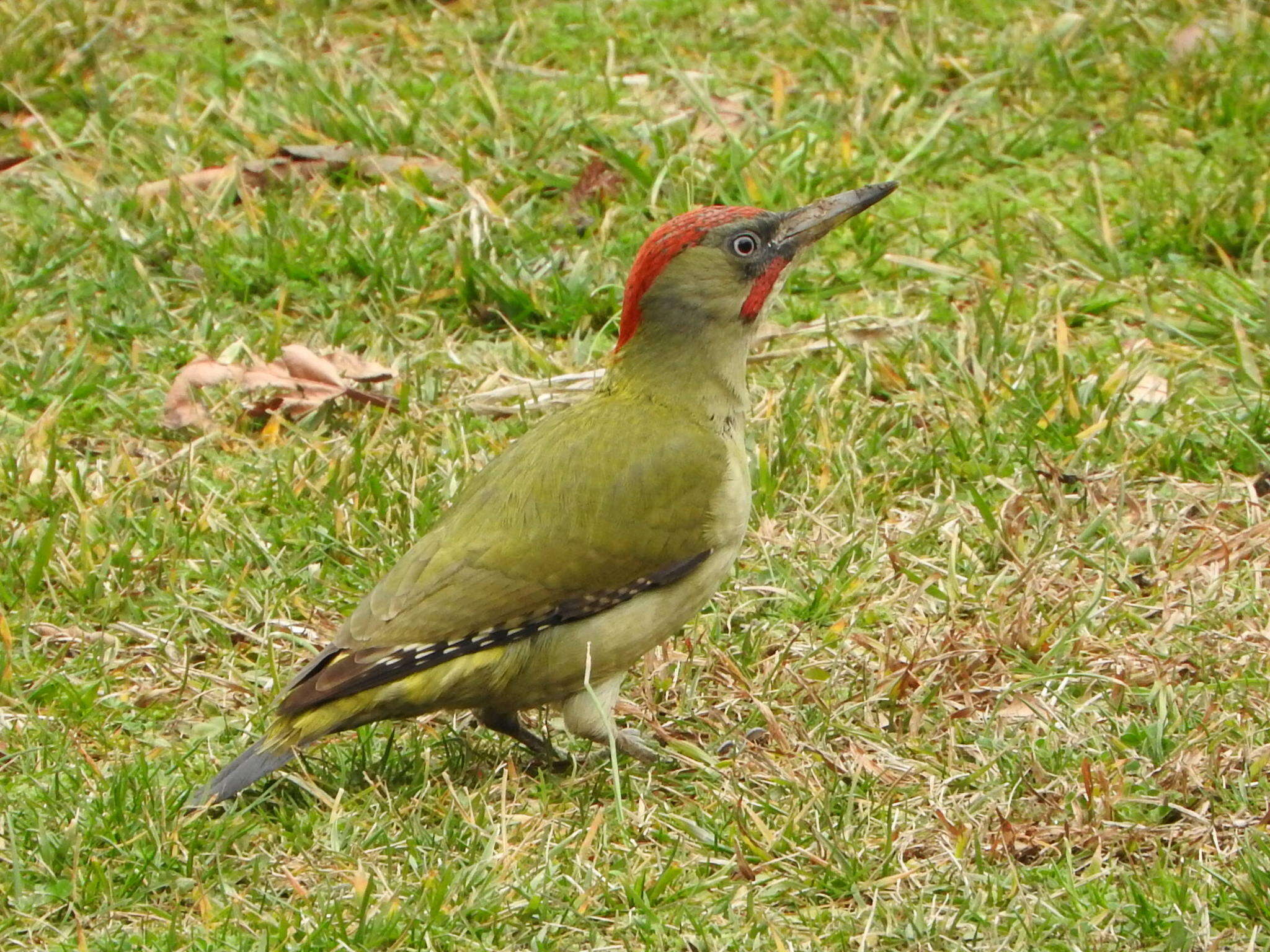 Image of Iberian Green Woodpecker