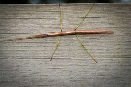 Image of Northern Walkingstick