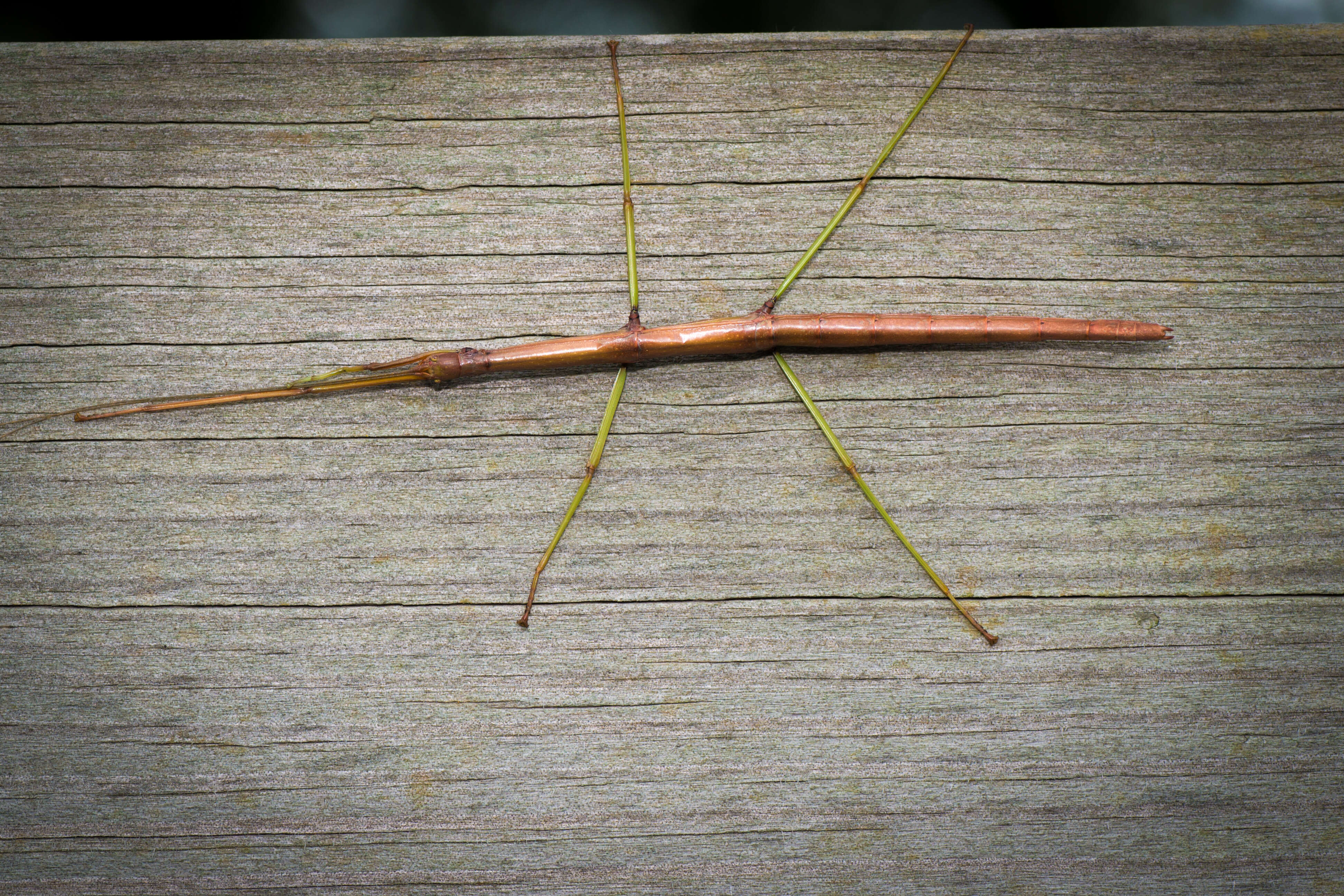 Image of Northern Walkingstick