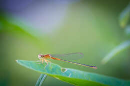 Image of Eastern Forktail