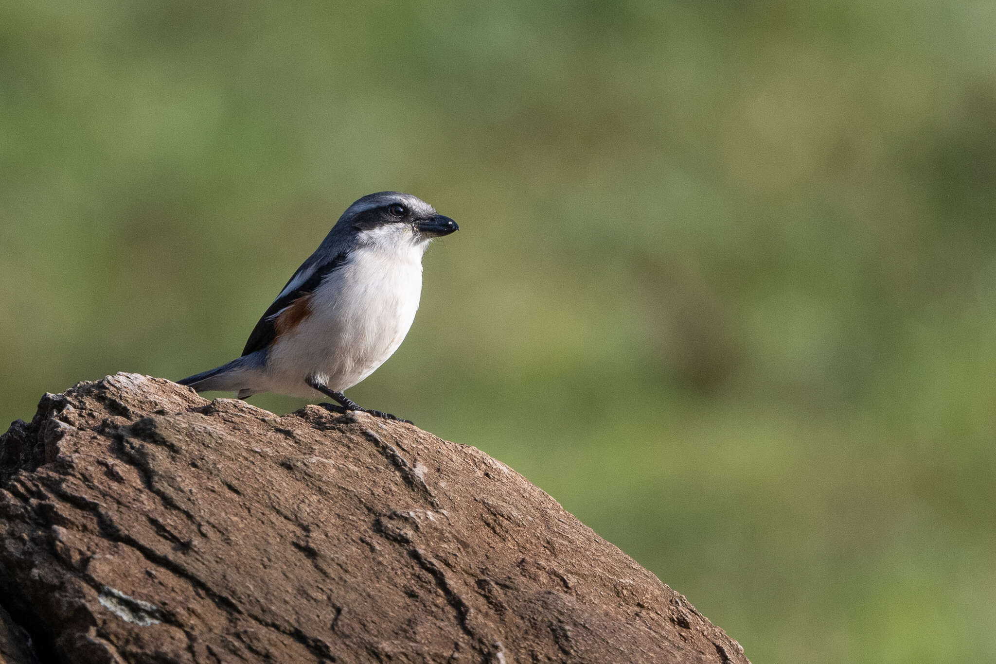 Image of Mackinnon's Shrike