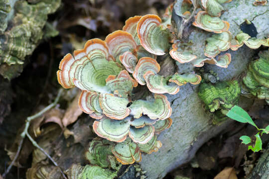 Image of False turkeytail