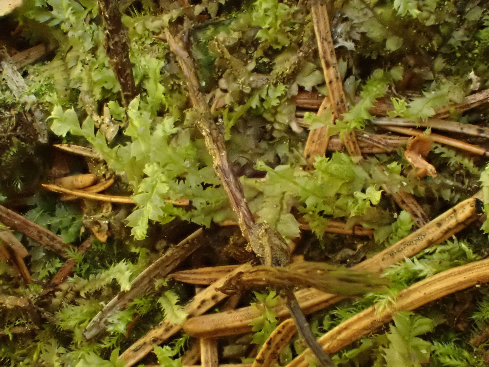 Image of Bifid Crestwort