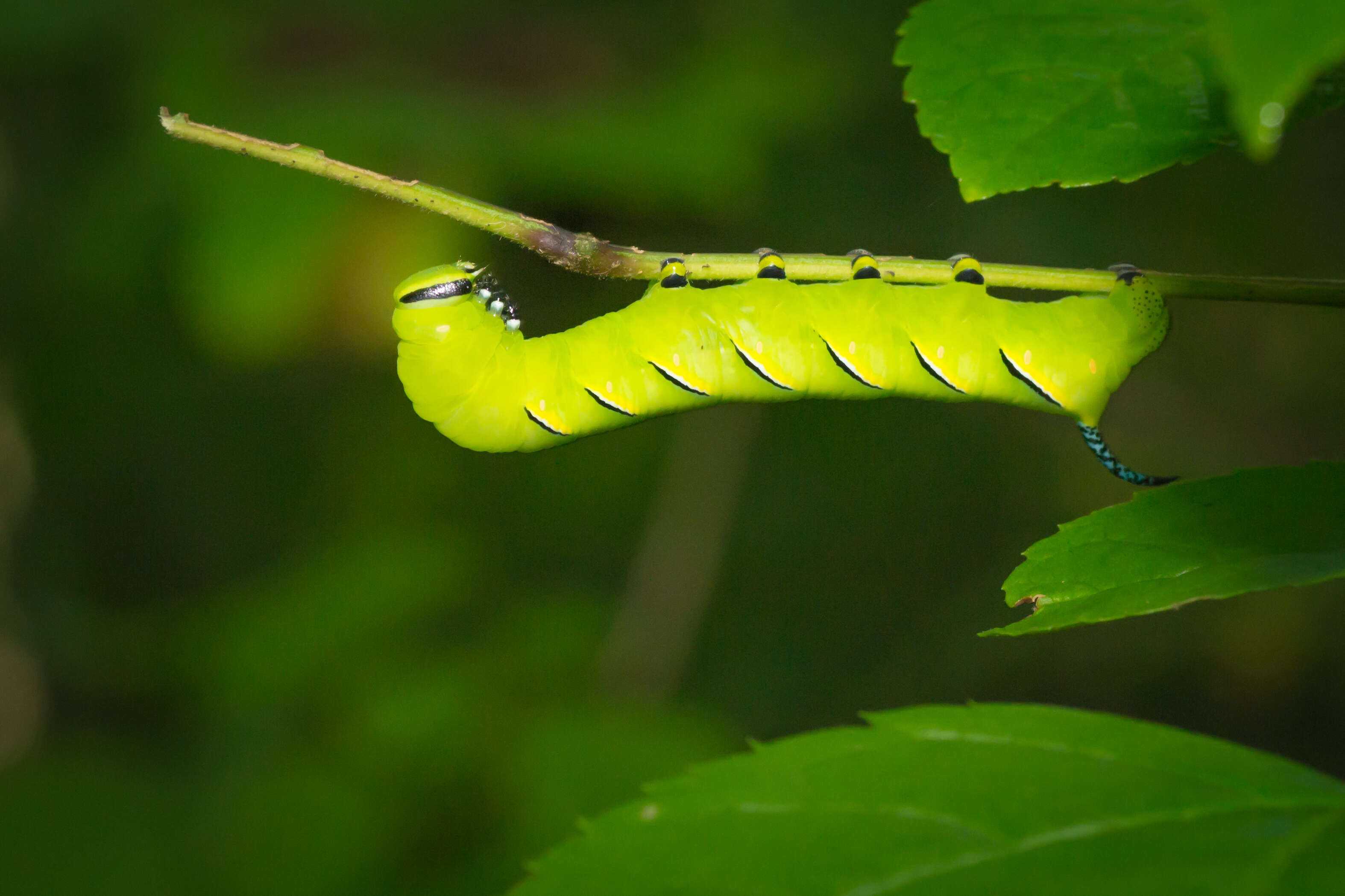 Image of Laurel sphinx