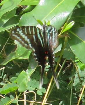 Image of Graphium colonna (Ward 1873)