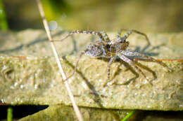 Image of Thinlegged Wolf Spiders