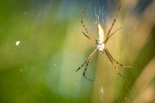 Image of Banded Argiope