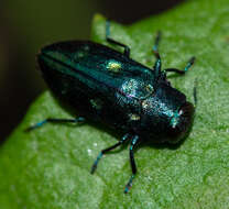 صورة Chrysobothris azurea Le Conte 1857