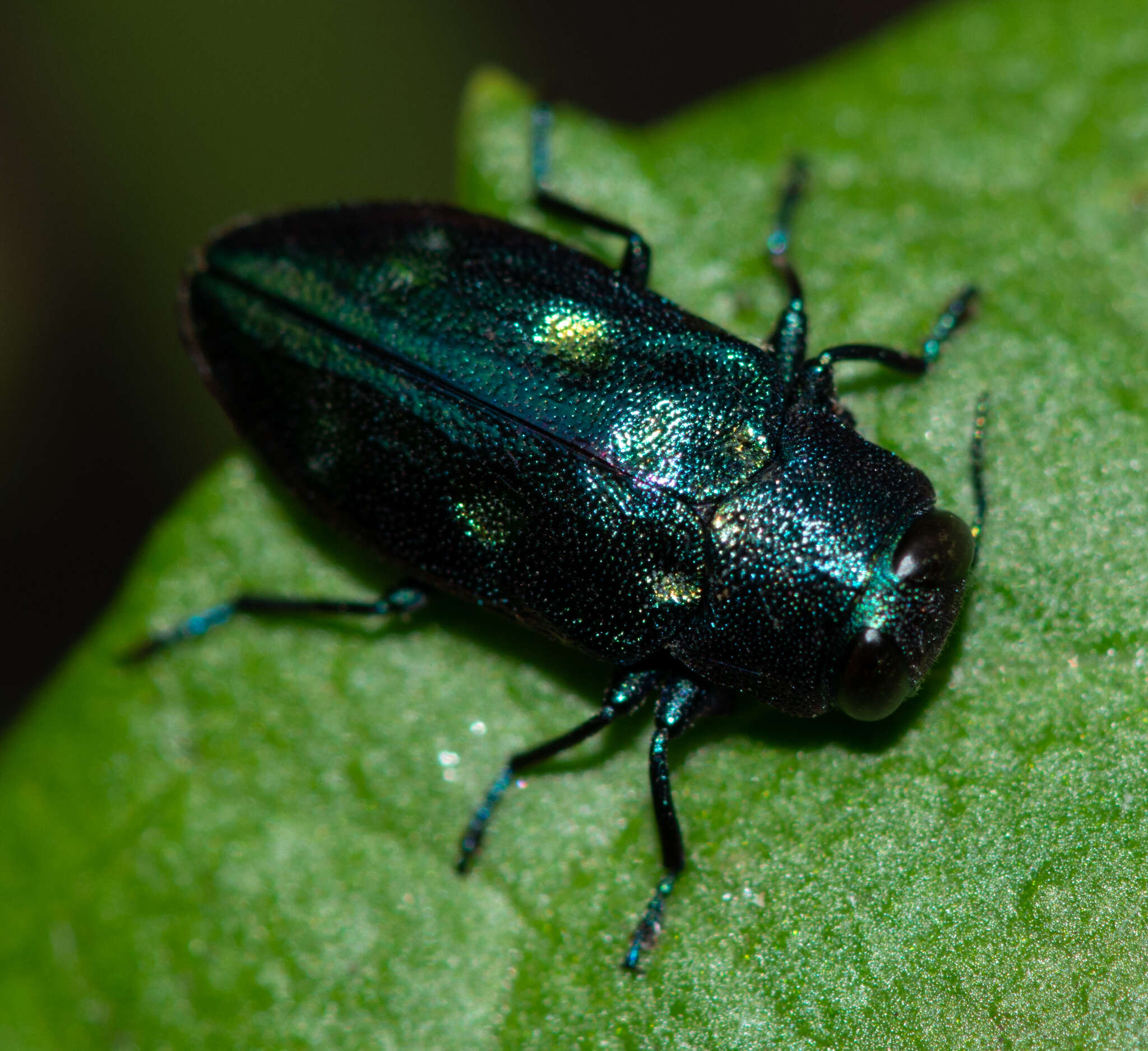 صورة Chrysobothris azurea Le Conte 1857