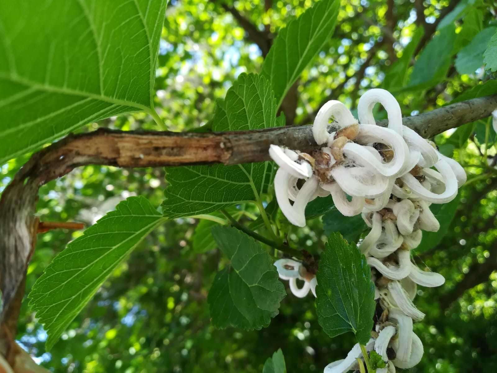 Sivun Takahashia japonica (Cockerell 1896) kuva