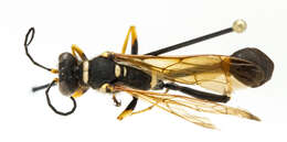 Image of mud daubers