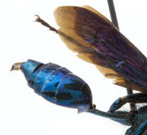 Image of Blue Mud Wasp