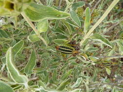 Image of Poecilimon (Poecilimon) artedentatus Heller & K.-G. 1984