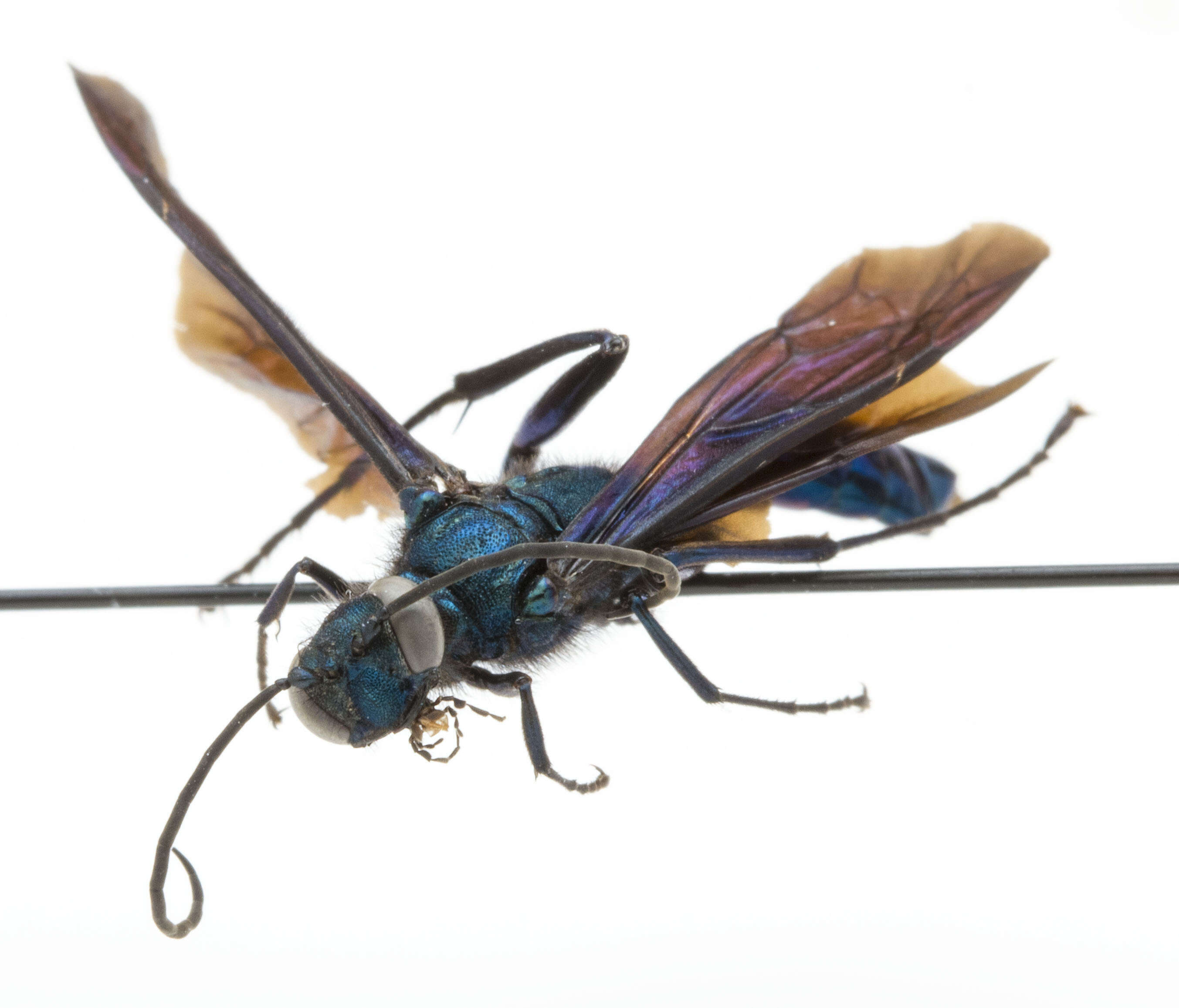 Image of Blue Mud Wasp