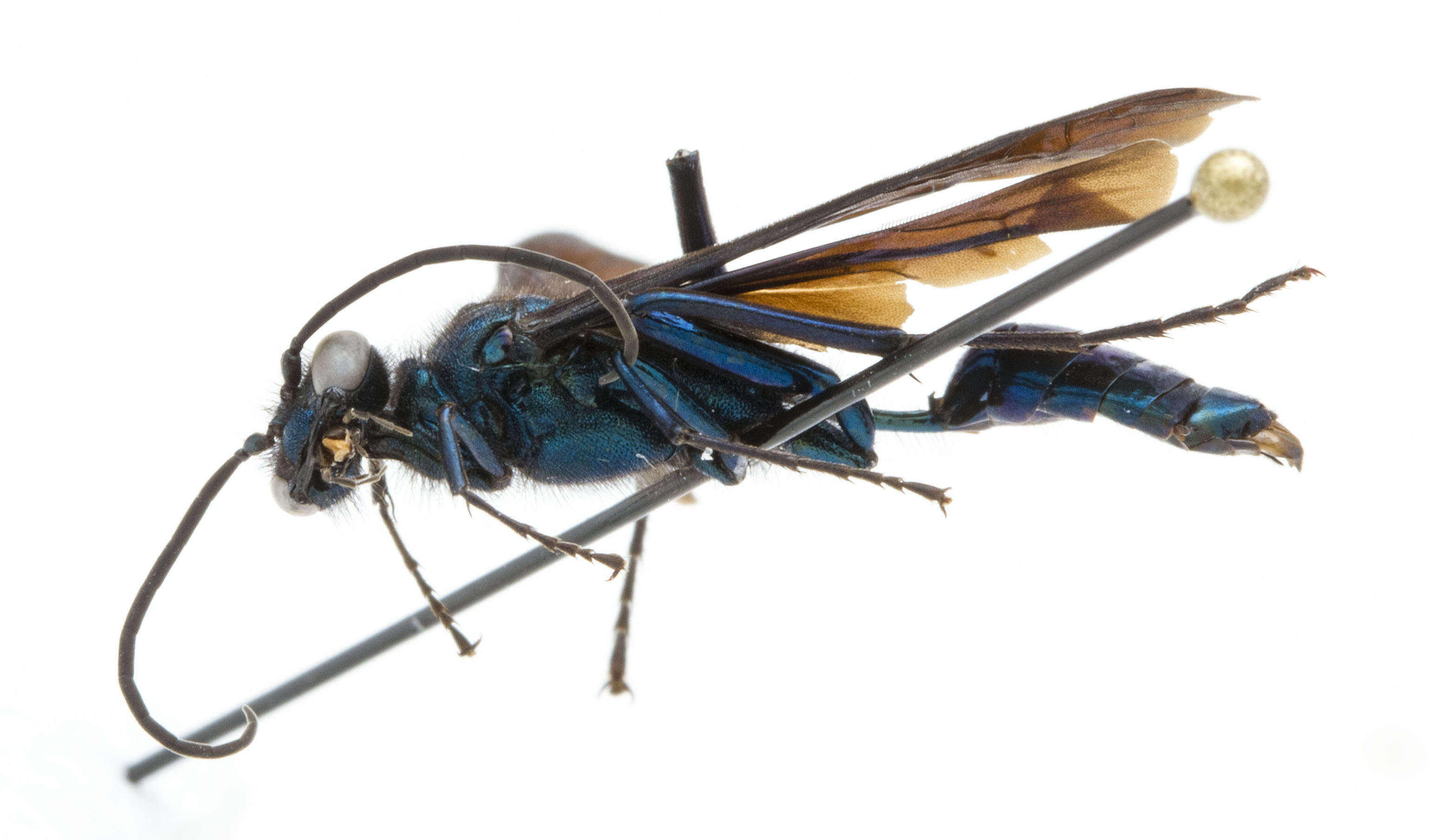 Image of Blue Mud Wasp