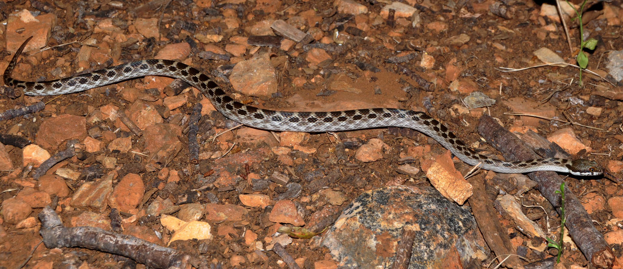 Image of Madagascarophis ocellatus Domergue 1987