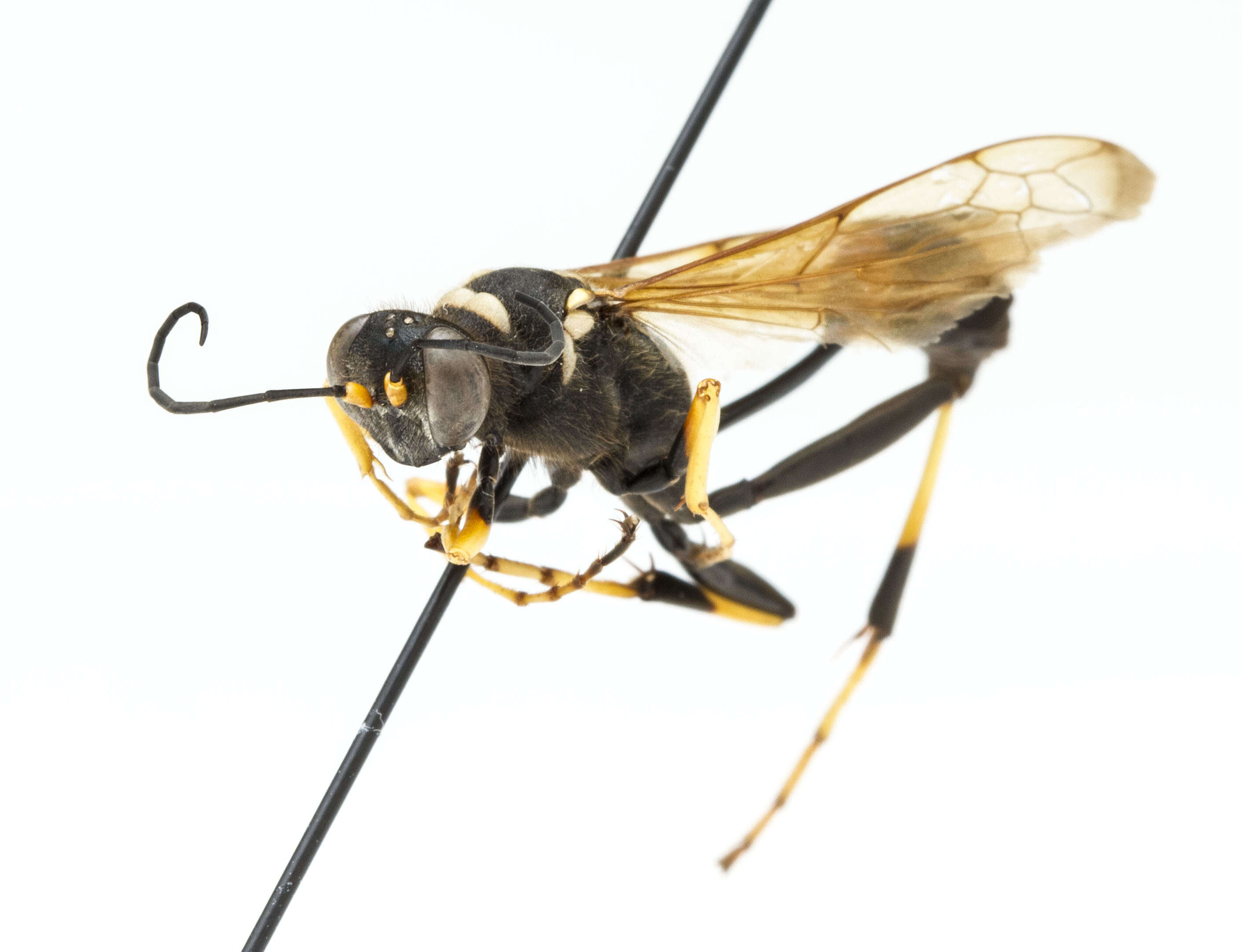 Image of mud daubers