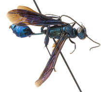 Image of Blue Mud Wasp