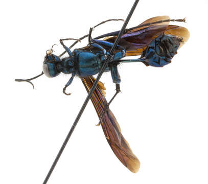 Image of Blue Mud Wasp