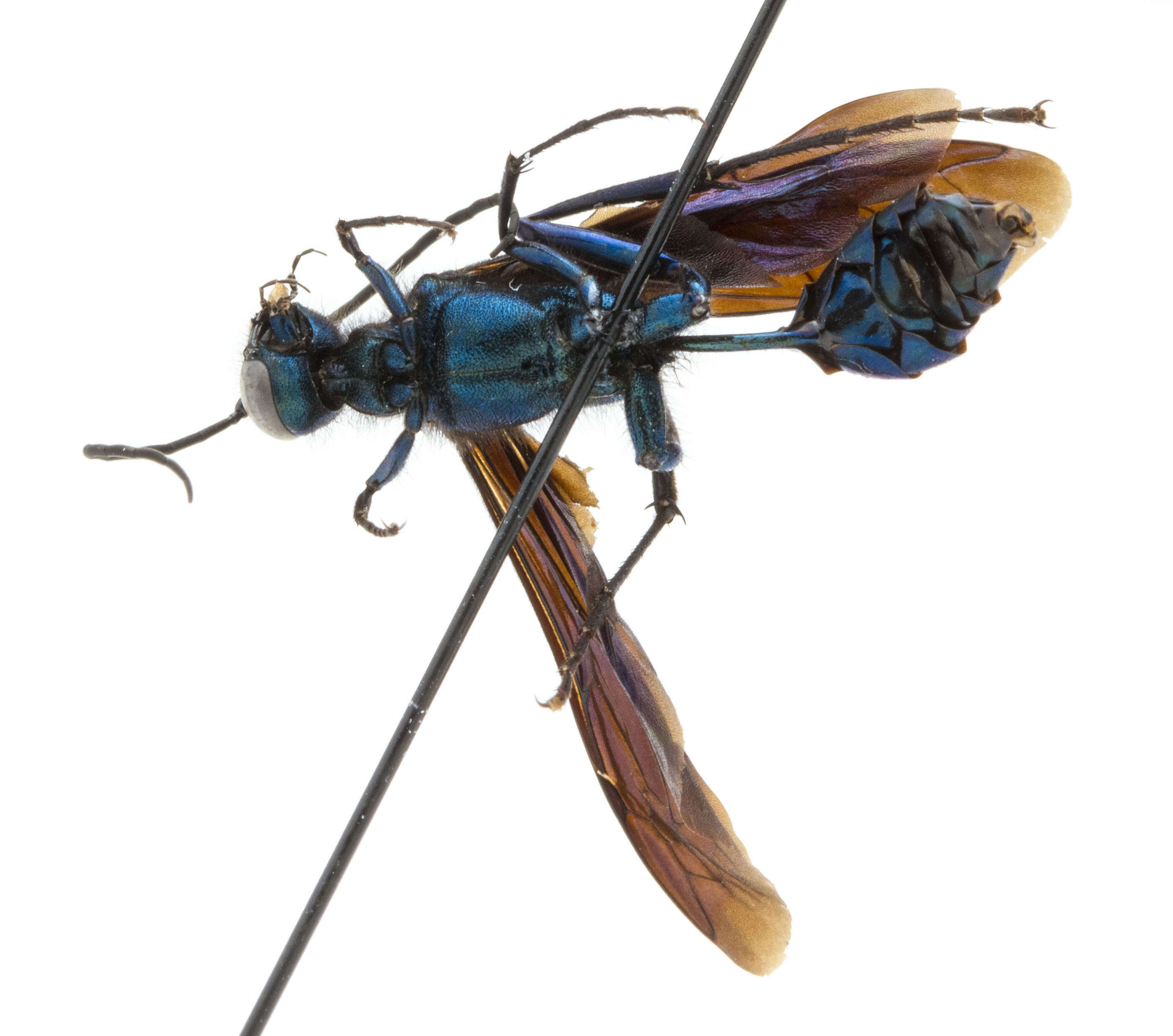 Image of Blue Mud Wasp