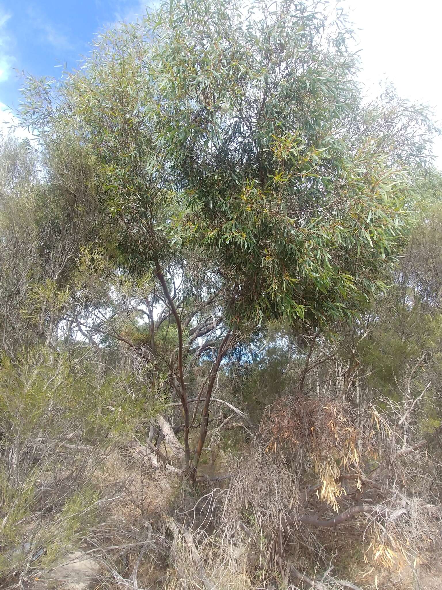 Image of Eucalyptus odorata Behr